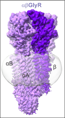 A receptor formed by different shades of purple colored-masses, with a transparent circle representing the cell membrane around the core.