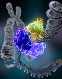 An enzyme encircles the double helix to repair a broken strand of DNA. 