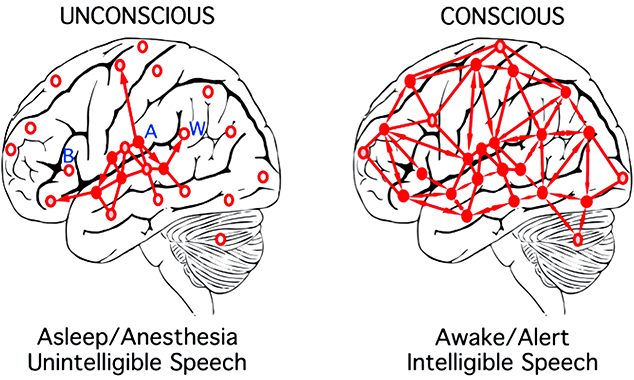 image of asleep and awake brains
