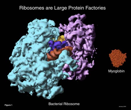 Ribosome Figure 1 small