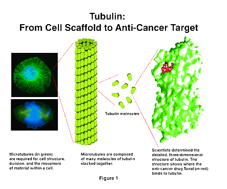 Tubulin: From Cell Scaffold to Anti-Cancer Target