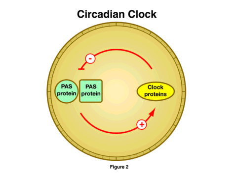 Circadian Clock