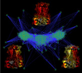 Systems Biology. Three dimensional simulation of vascular tumor growth using a multiscale model. The blood vessels (sprouts) are shown in green and anastomosed (yellow). Credit: Arthur Lander, M.D., Ph.D., University of California, Irvine