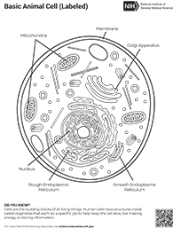 coloring sheet of animal cells