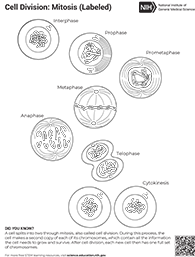 coloring sheet of mitosis