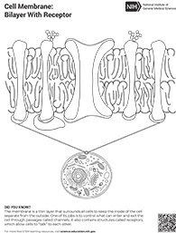 coloring sheet of cell membranes