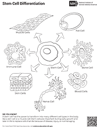 coloring sheet of stem cells