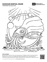 coloring sheet of bobtail squid