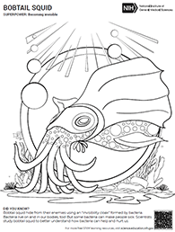 coloring sheet of bobtail squid