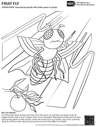 coloring sheet of fruit fly