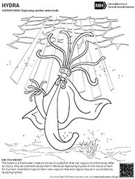 coloring sheet of hydra