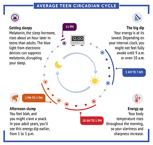 Average teen circadian cycle: A circle representing 24 hours. The section from 10 a.m. to 1 p.m. is labeled “Energy up.” The section from 2 p.m. to 5 p.m. is labeled “Afternoon slump.” The section at 11 p.m. is labeled “Getting sleepy.” The section from 3 a.m. to 7 a.m. is labeled “The big dip.