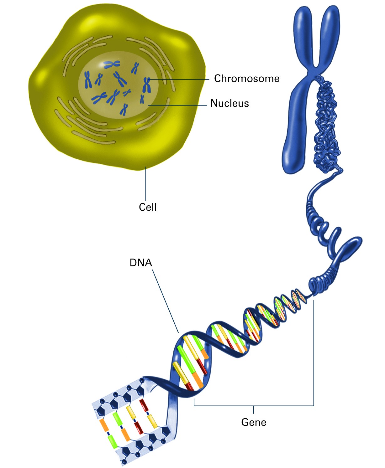 Home Genetics Guides UF At University Of Florida