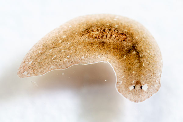 Un gusano de color marrón claro con cuerpo ancho y plano.