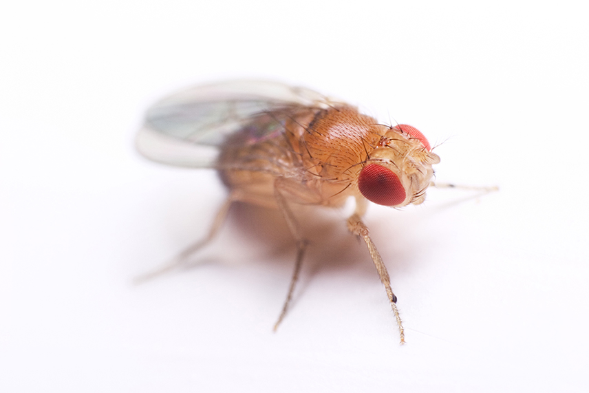 A fruit fly with red eyes.