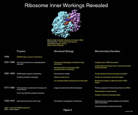 Ribosome Figure 2 small