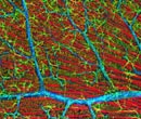 Quadruple fluorescence confocal photo of mouse retina stained to reveal the distribution of glial cells (green), f-actin in the vessel-ensheathing endothelial cells (blue), optic nerve axons (red), and DNA/RNA in cell nuclei and cytoplasm (orange).