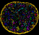 Project Tycho heat map of infectious disease demonstrating impact of vaccination.