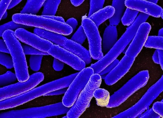 Many dark blue rod-shaped structures on a black background. 