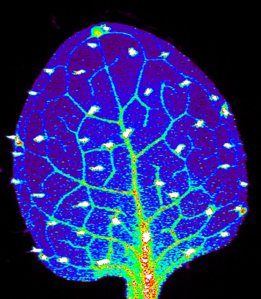 Zinc Levels In A Plant Leaf National Institute Of General Medical Zinc Levels In A Plant Leaf National Institute Of General Medical