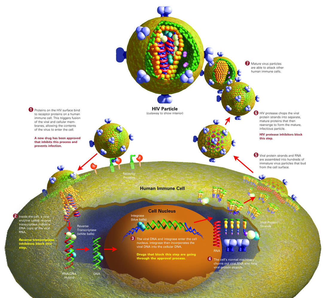 Life of an AIDS virus (with labels and stages) | National Institute of ...
