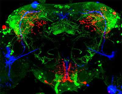 Clock neurons (middle right, right corner and edge), leucokinin (LK) neurons (top left, top right and bottom middle), leucokinin receptor (LK-R) neurons (top left, top right and bottom middle)