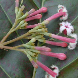 Cinchona tree