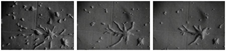 Time lapse of Dictyostelium colony in process of aggregation.