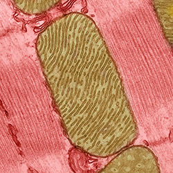 Credit: Thomas Deerinck, National Center for Microscopy and Imaging Research
