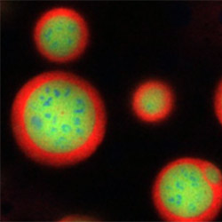 Credit: Nilesh Vaidya and Clifford Brangwynne, Princeton University