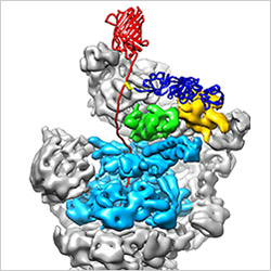 Credit: Andreas Martin, HHMI