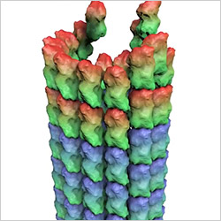 Credit: Eva Nogales lab, University of California, Berkeley