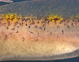 Salamander skin