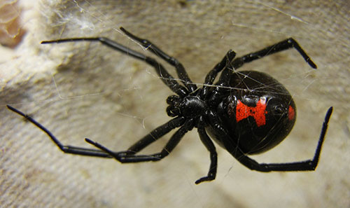Black widow