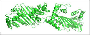 APOBEC enzyme structure.