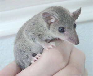 South American gray short-tailed opossum