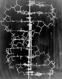 Double helix model
