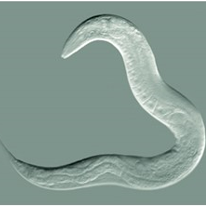 Caenorhabditis elegans