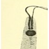 Herpetomonas