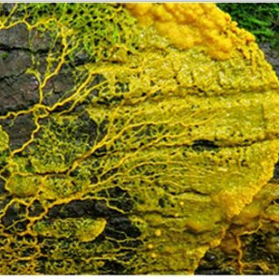 Myxomycete