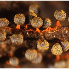 Physarum