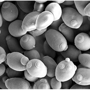 Saccaromyces cerevisiae