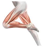 Illustration of leg muscles.