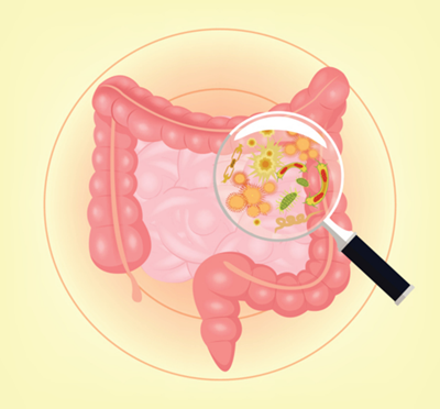 Drawing of intestines with a magnifying glass showing bacteria within the intestine.