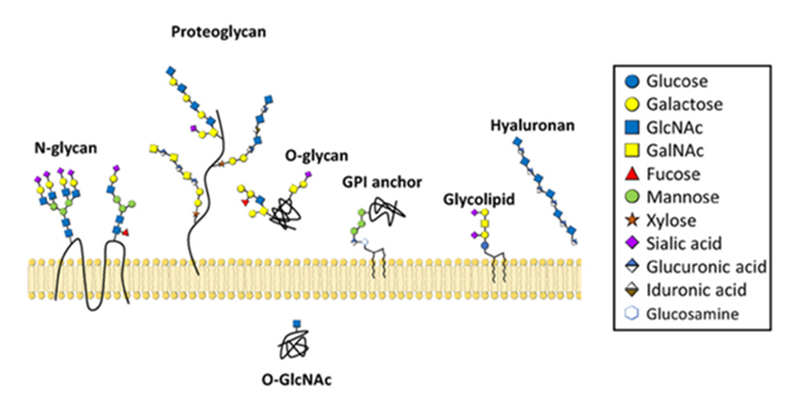 Various glycan structures made up of colored shapes that represent different sugars.