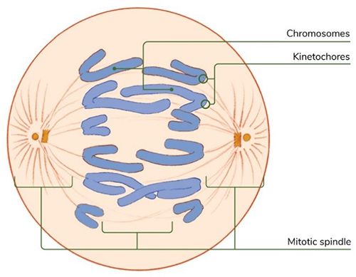 Illustration of a cell undergoing mitosis with six sets of chromosomes being pulled apart.