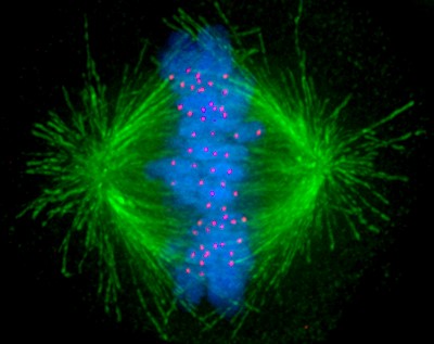 A line of blue ovals representing chromosomes, each with a red dot representing a kinetochore, surrounded by and connected to green threads representing microtubules.