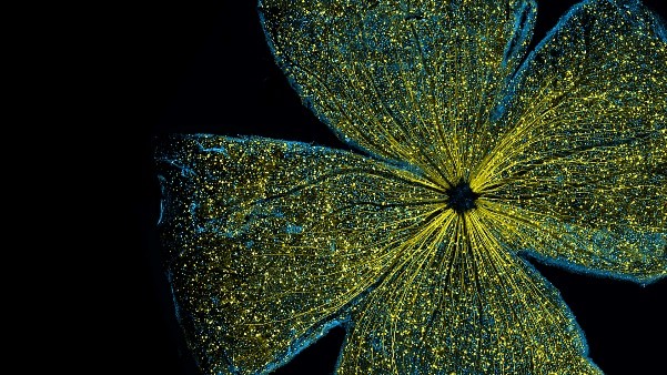 A blue four-leaf-clover-like shape with glowing yellow threads.
