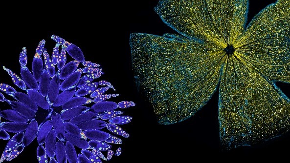A purple starburst shape on the left, and a blue four-leaf-clover-like shape with glowing yellow threads on the right.