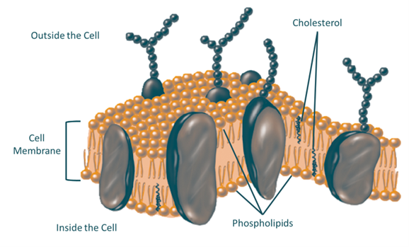 A diagram of two layers of gold, tadpole-shaped molecules with their tails facing each other and their heads pointed outward, labeled cell membrane. Blue-gray squiggles labeled cholesterol are embedded sporadically through the layers. Large blue-gray ovals, unlabeled, are also embedded in the layers. Some have strings of blue-gray beads sticking off into the side, labeled outside of the cell.